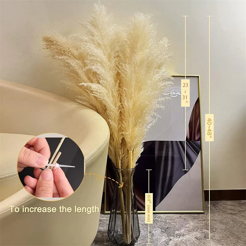 Sylara Pampasgras Droog Voor Boho Wanddecoratie En Thuisdisplay