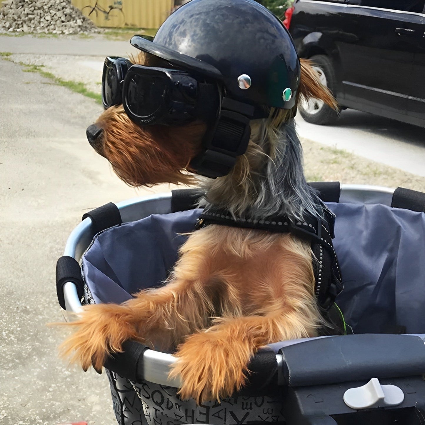 Motorhelm En Beschermbril Voor Honden – Trendy En Veilig