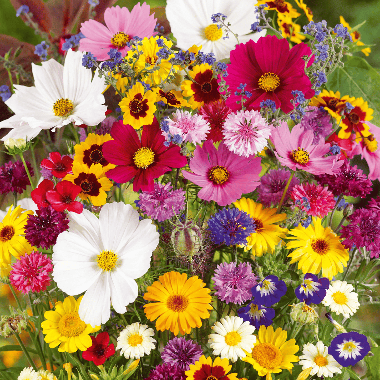 FlowerBloom™ | Meerjarige bloemenmix voor eenjarige bloeipracht