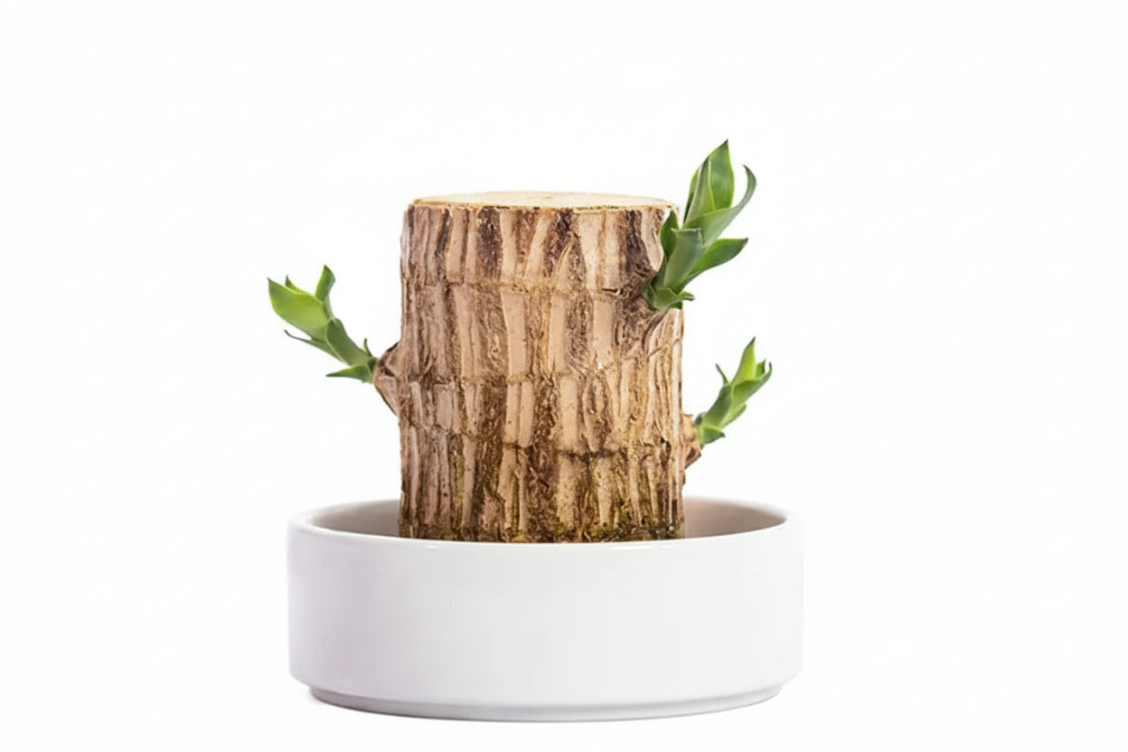 HarmonyWood | Breng rust in je huis met deze prachtige plant