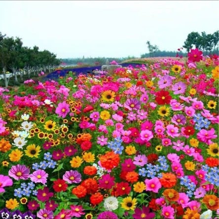 FlowerBloom™ | Meerjarige bloemenmix voor eenjarige bloeipracht