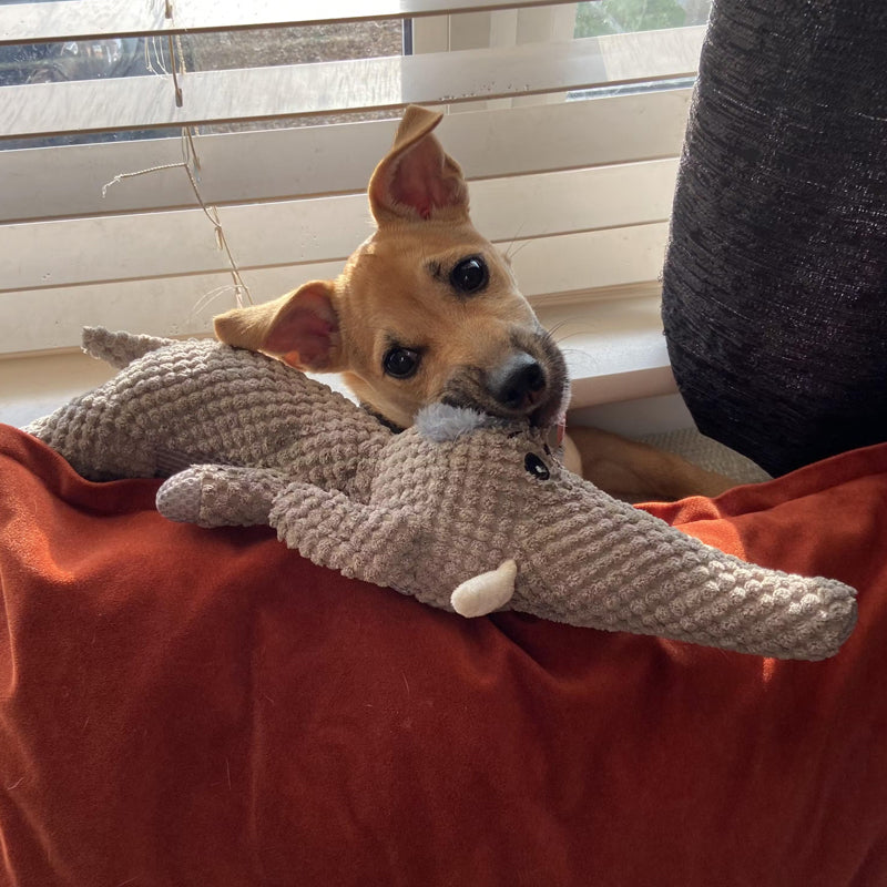 Extra sterk honden speelgoed - Maximus