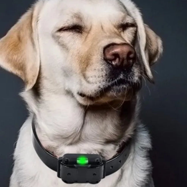 Waterdichte Elektrische Anti-Blaffhalsband voor Honden – Langbereik Afstandsbediening