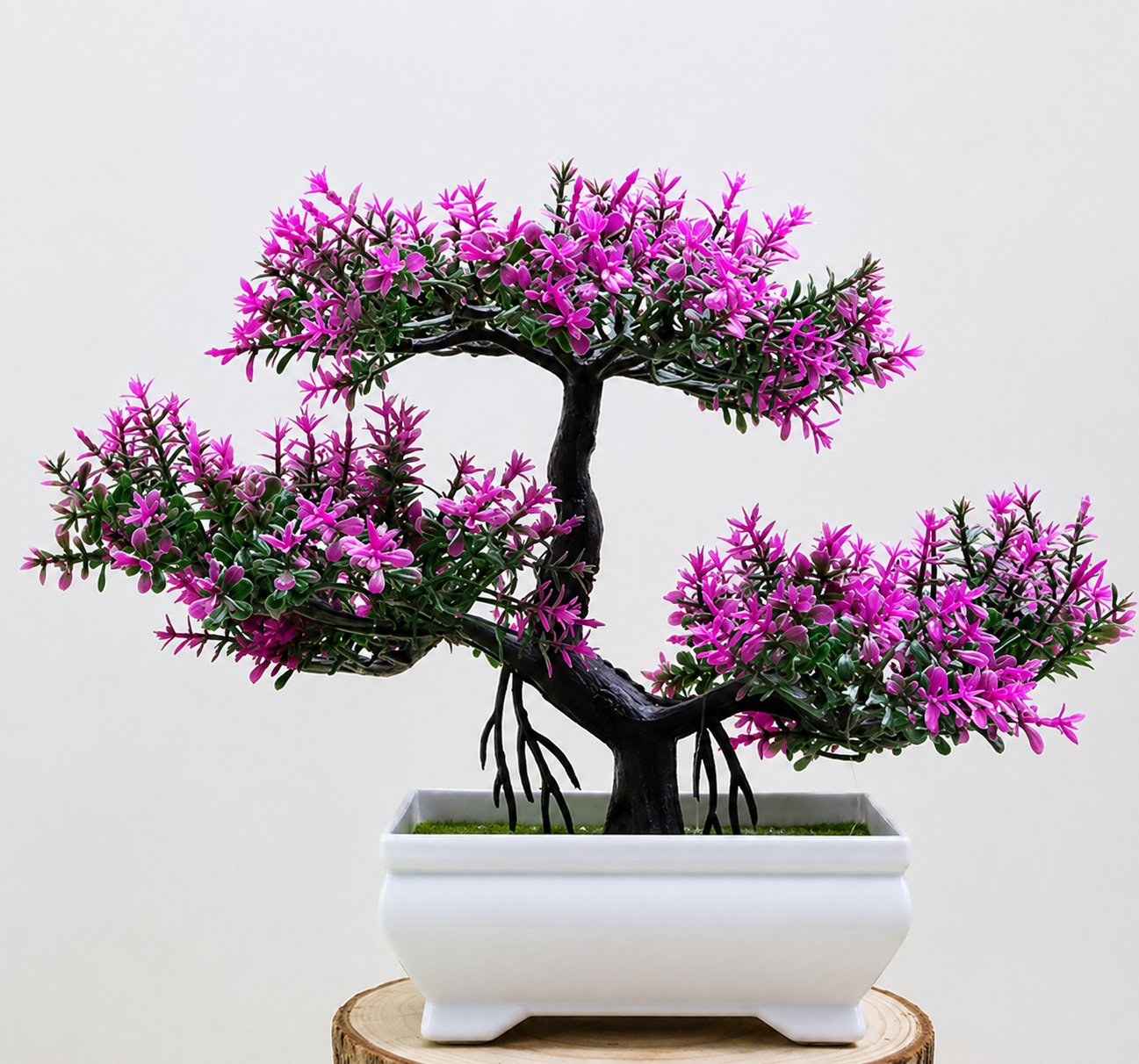 Bonsai Plant