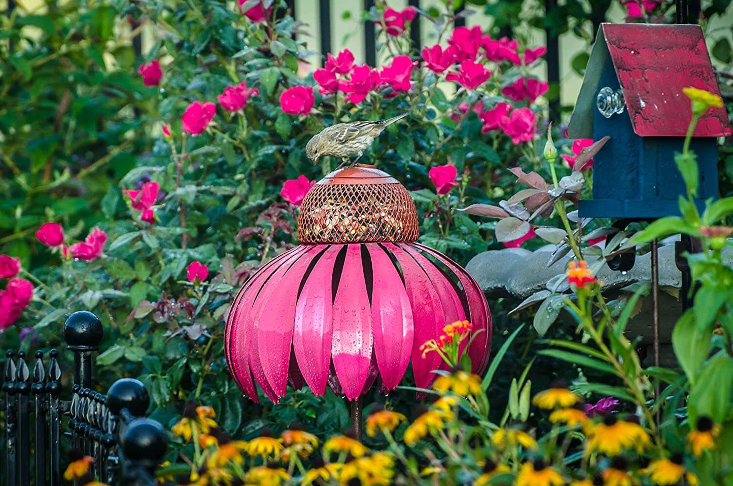 Coneflower Vogelvoeder