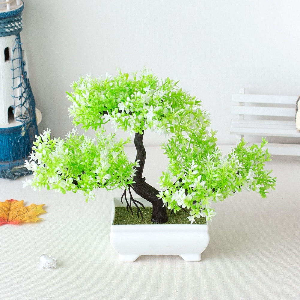 Skanto | Bonsai Plant