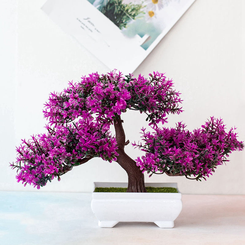 Skanto | Bonsai Plant
