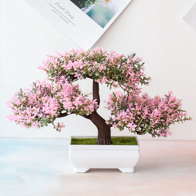 Skanto | Bonsai Plant