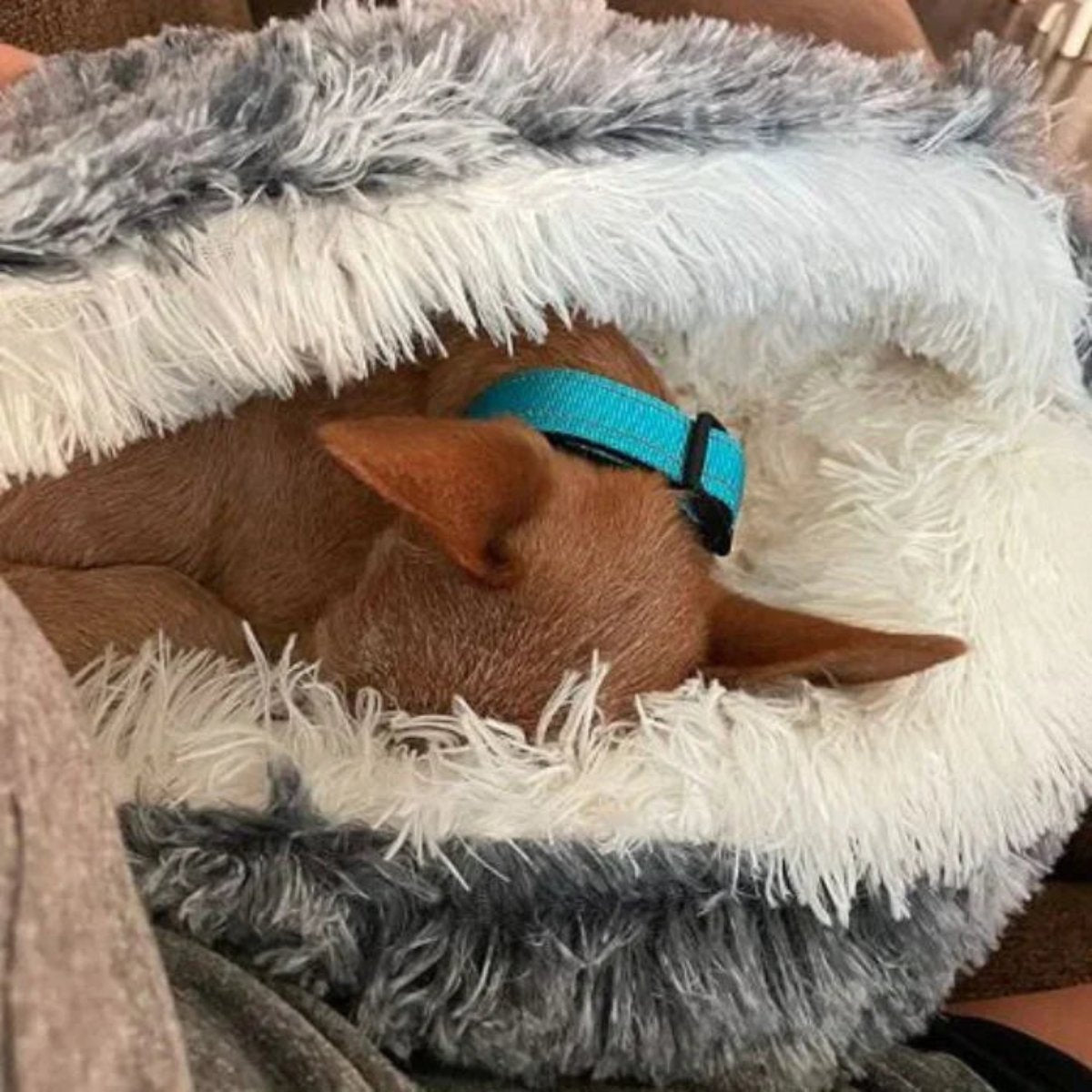Skanto | Cozy Cave Pet Bed | Rustgevende en Comfortabele Hondenbed voor Diepe Ontspanning