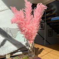 Sylara Pampasgras Droog Voor Boho Wanddecoratie En Thuisdisplay