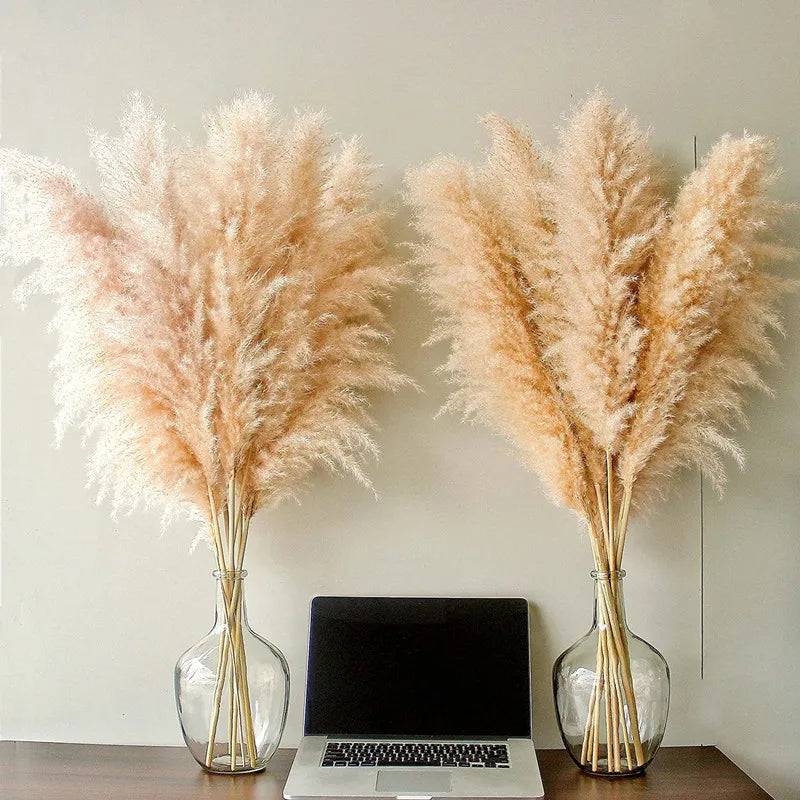 Sylara Pampasgras Droog Voor Boho Wanddecoratie En Thuisdisplay