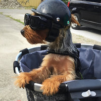 Motorhelm En Beschermbril Voor Honden – Trendy En Veilig
