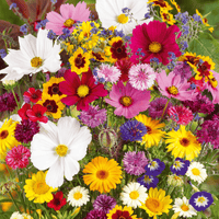 FlowerBloom™ | Meerjarige bloemenmix voor eenjarige bloeipracht