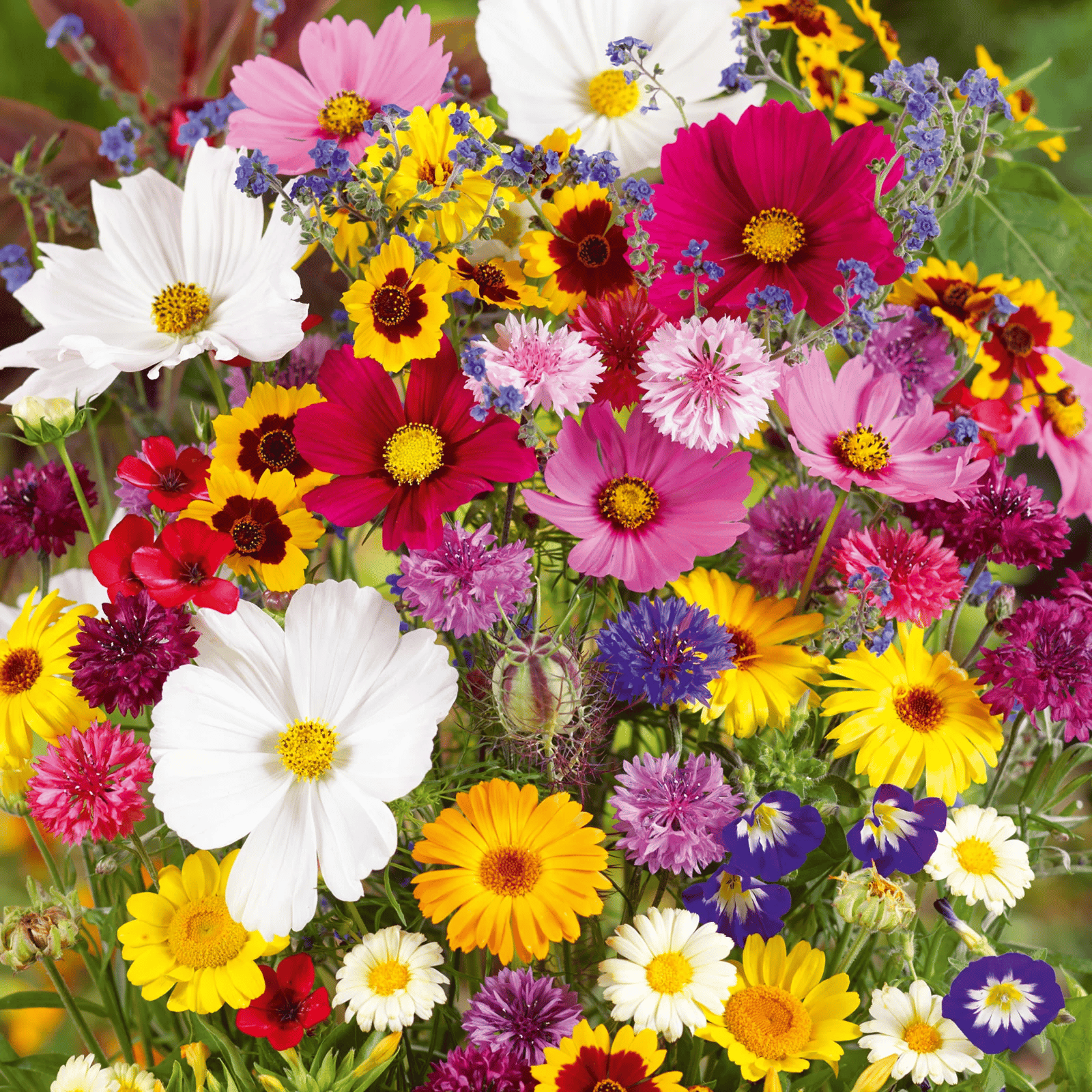 FlowerBloom™ | Meerjarige bloemenmix voor eenjarige bloeipracht