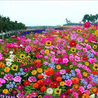 FlowerBloom™ | Meerjarige bloemenmix voor eenjarige bloeipracht