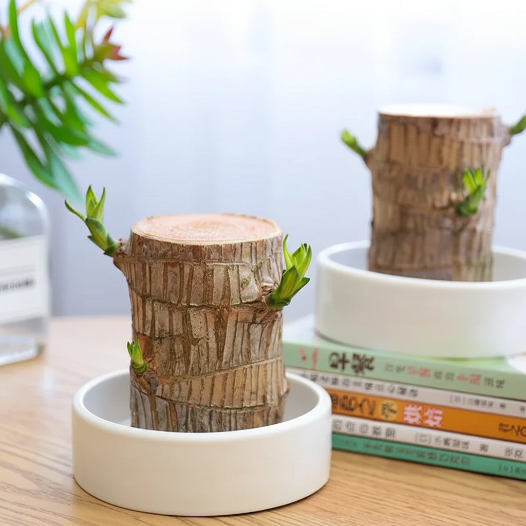 HarmonyWood | Breng rust in je huis met deze prachtige plant