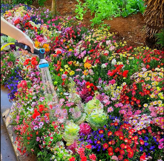 FlowerBloom™ | Meerjarige bloemenmix voor eenjarige bloeipracht