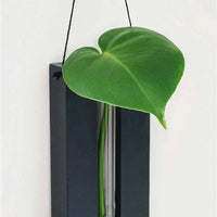 Set van Houten Wandplantenhouders voor Kamerplanten met een Minimalistisch en Natuurlijk Ontwerp