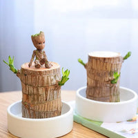 HarmonyWood | Breng rust in je huis met deze prachtige plant