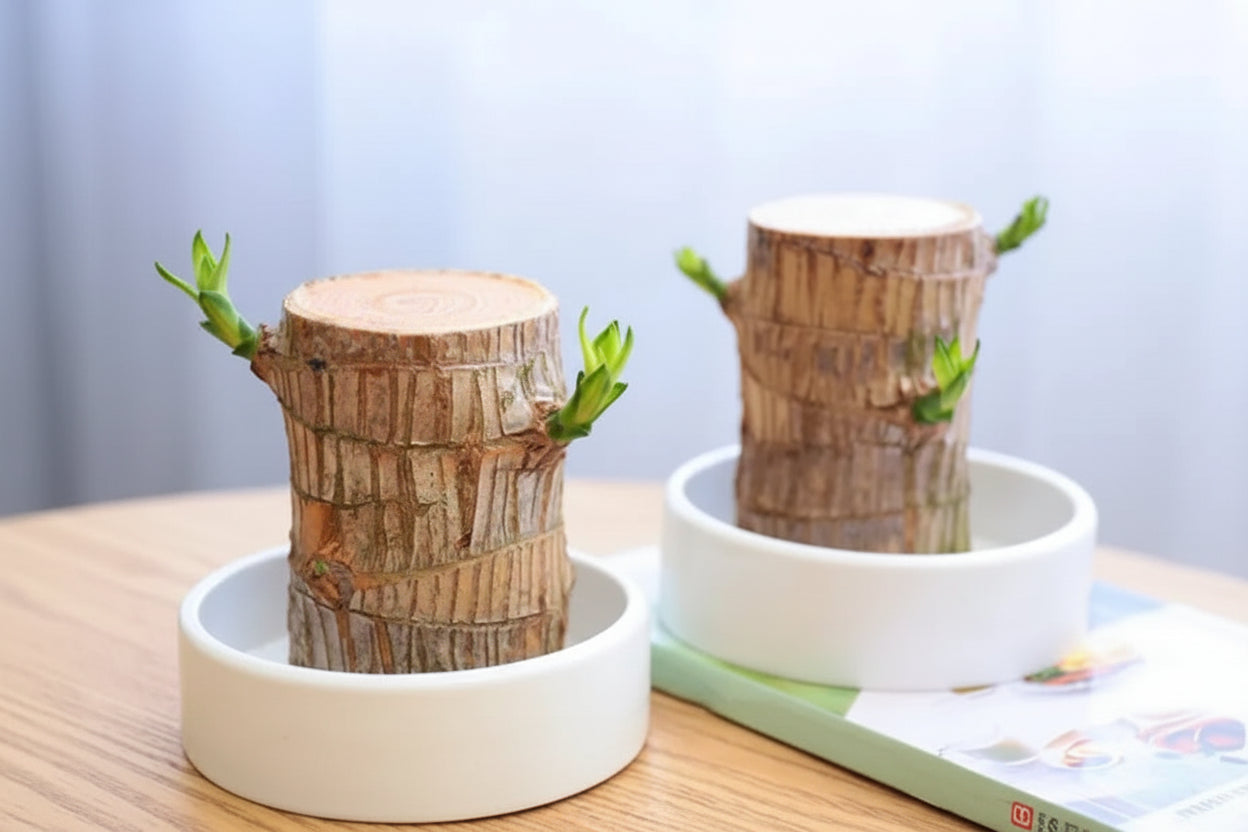 HarmonyWood | Breng rust in je huis met deze prachtige plant