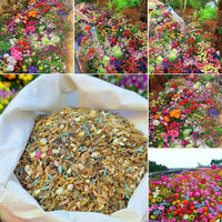 FlowerBloom™ | Meerjarige bloemenmix voor eenjarige bloeipracht