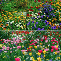 FlowerBloom™ | Meerjarige bloemenmix voor eenjarige bloeipracht