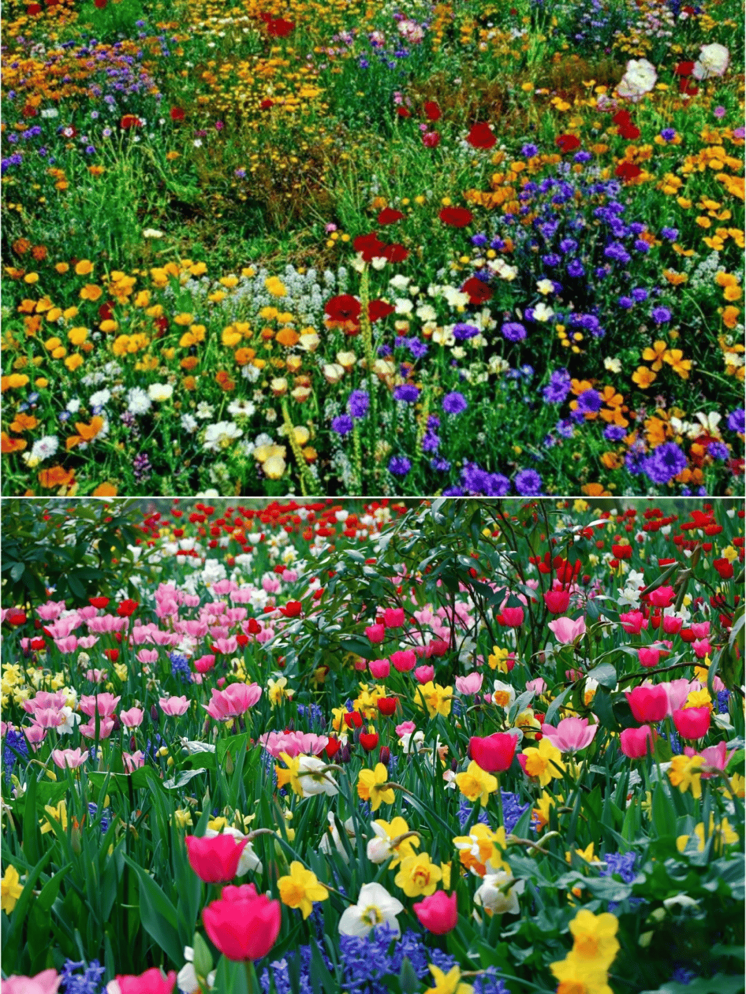 FlowerBloom™ | Meerjarige bloemenmix voor eenjarige bloeipracht