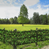 GreenHaven | Voeg eenvoudig een natuurlijk ogende afscheiding toe aan je tuin