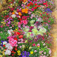 FlowerBloom™ | Meerjarige bloemenmix voor eenjarige bloeipracht