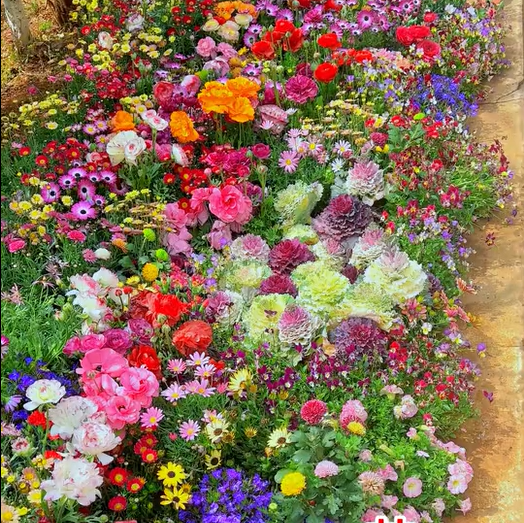 FlowerBloom™ | Meerjarige bloemenmix voor eenjarige bloeipracht