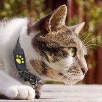 Kat GPS Tracker – Real-time locatie zonder abonnement
