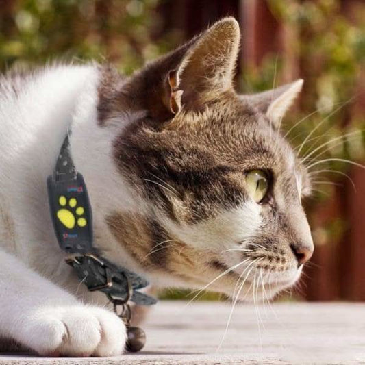 Kattenwachter Locatiesysteem – Echt-time Kattenlocatieapparaat Zonder Abonnement