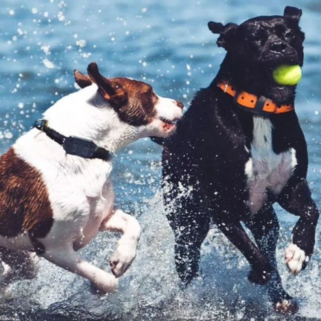 Waterdichte Elektrische Anti-Blaffhalsband voor Honden – Langbereik Afstandsbediening