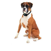 Waterdichte Elektrische Anti-Blaffhalsband voor Honden – Langbereik Afstandsbediening