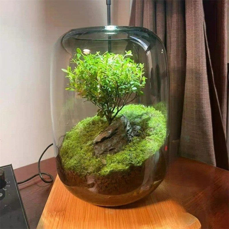 Glazen Terrarium Vaas | Moderne Planten Decoratie
