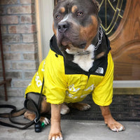 PawDry Stormproof Hondenjas | Lichtgewicht windjack voor Franse Bulldoggen, Chihuahua's en meer
