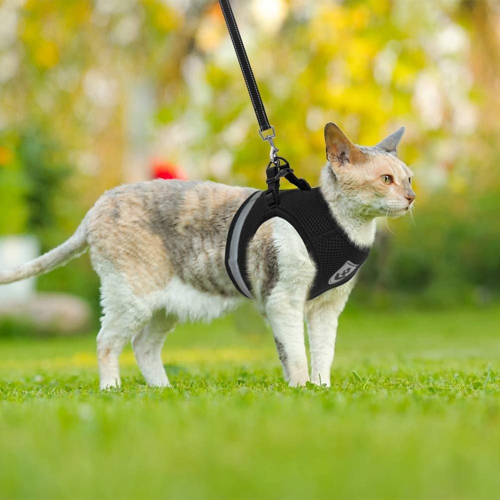 Purr Leash Kattenharnas | Houdt je huisdier zichtbaar en veilig tijdens avondwandelingen.