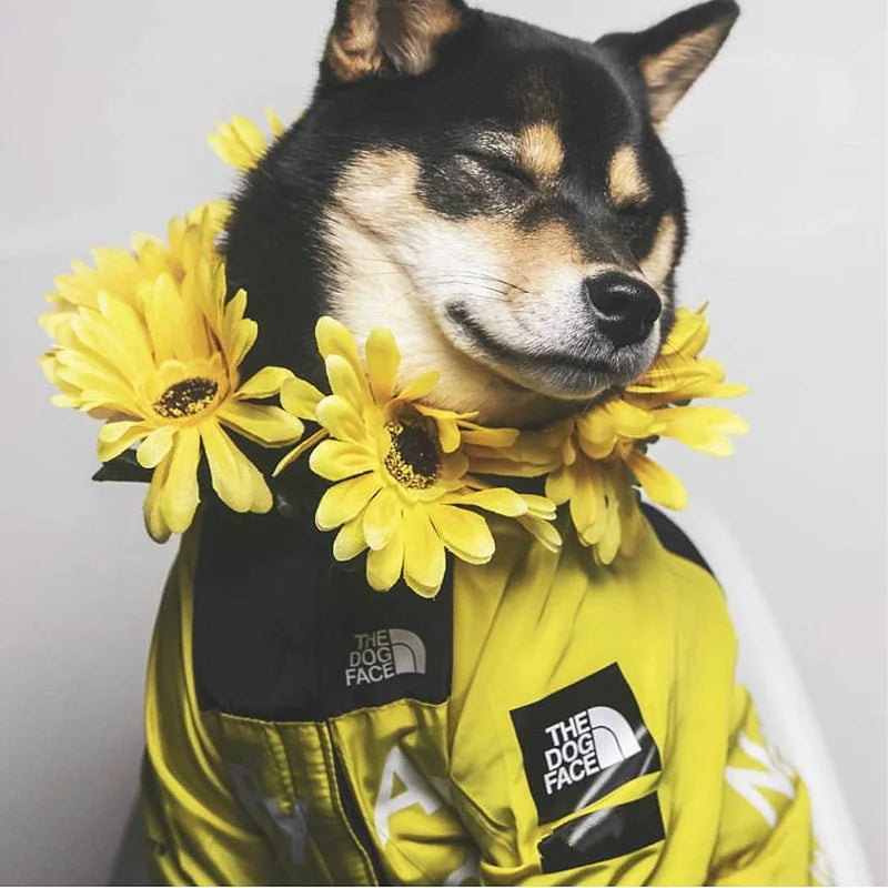 PawDry Stormproof Hondenjas | Lichtgewicht windjack voor Franse Bulldoggen, Chihuahua's en meer
