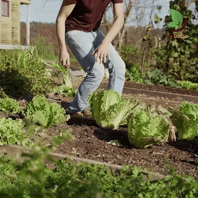 TerraWeave Tuinmes Met Roestbestendige Blad En Sheath