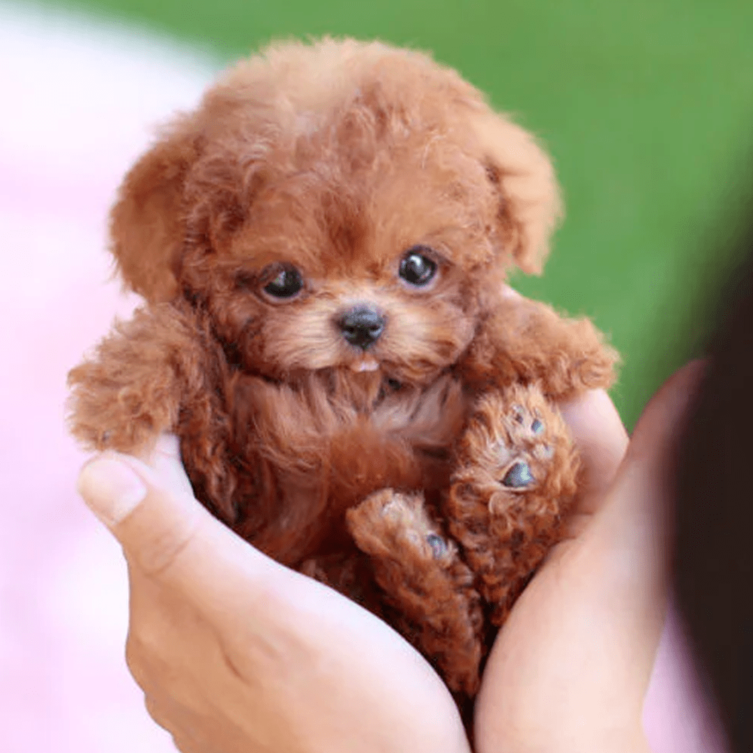 Robobellen – Interactieve Pluche Robot Hond Met Geluid & Beweging Voor Kinderen