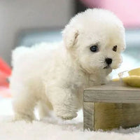 WuffiMotion – Beweegbare Pluche Hond voor Kinderen voor Speelse Knuffelplezier