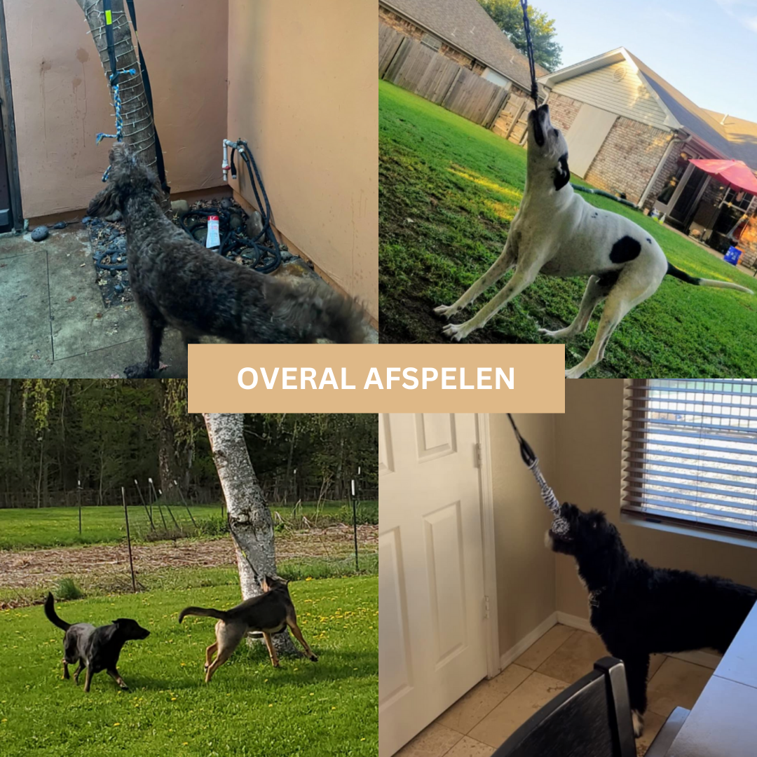 PlayBite | Biedt uren speelplezier en beweging voor je hond