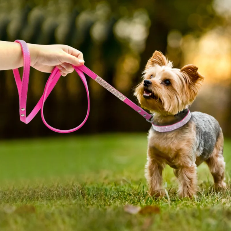 GlamourPaws Luxe Strass Hondenhalsband | Sprankelende met kristallen versierde halsband met een duurzame zinc alloy gesp, perfect voor kleine tot middelgrote honden en katten zoals Chihuahuas en Mopshonden.