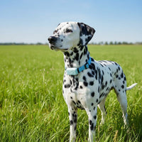 TAILMAP – Slimme GPS-Huisdier Tracker met verstelbare halsband voor honden en katten