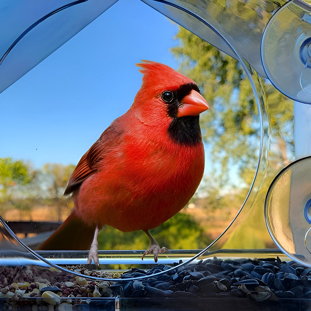 TrayHaven - Transparant Venster-Vogelfeeders met Zuignap Stabiliteit