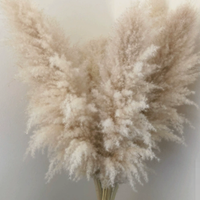 Aurea Meadow Bohemian Gedroogd Pampasgras Voor Woondecoratie