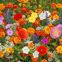 FlowerBloom™ | Meerjarige bloemenmix voor eenjarige bloeipracht