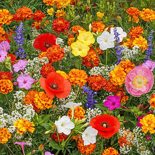 FlowerBloom™ | Meerjarige bloemenmix voor eenjarige bloeipracht