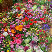 FlowerBloom™ | Meerjarige bloemenmix voor eenjarige bloeipracht