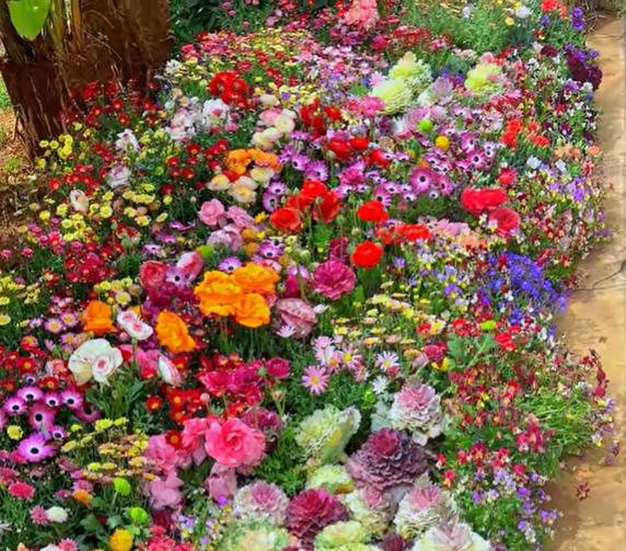 FlowerBloom™ | Meerjarige bloemenmix voor eenjarige bloeipracht